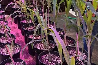 利(li)用(yong)LED培育(yu)的(de)玉米有何(he)優(you)勢(shi)？美國(guo)辳(nong)業部(bu)研(yan)究得(de)